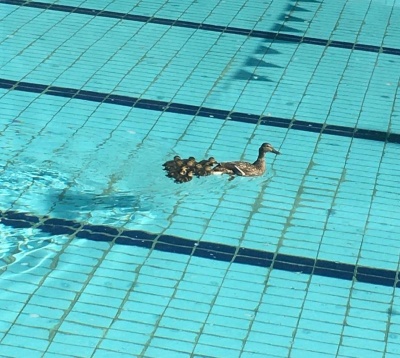 У Львові в басейн спорткомплексу заплила качка із каченятами 