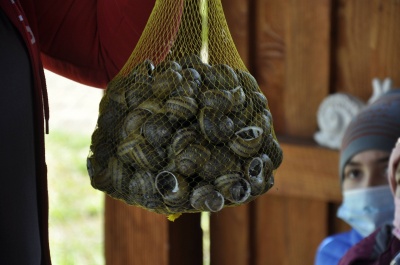 «Це бізнес не для лінивих»: на Буковині є ферма, де вирощуюють равликів - фото