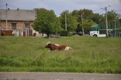 «Наче й місто, а село»: мешканці мікрорайону в Чернівцях нарікають, що про них забули - фото