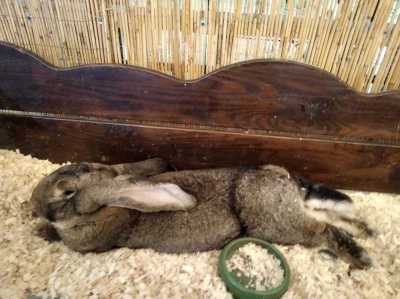Кролики, єноти, шиншили: у Чернівцях триває виставка «пухнастих та вухастих» - фото