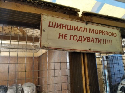 Кролики, єноти, шиншили: у Чернівцях триває виставка «пухнастих та вухастих» - фото