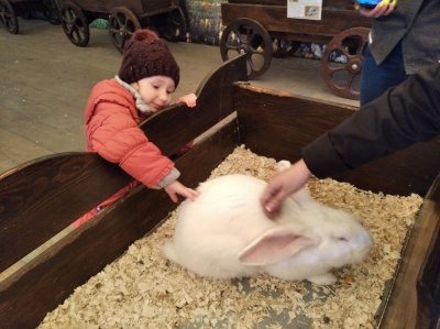 Кролики, єноти, шиншили: у Чернівцях триває виставка «пухнастих та вухастих» - фото