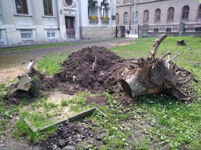 Викорчувані дерева та «білий» Воробкевич: у сквері біля ЧНУ наводять лад - фото