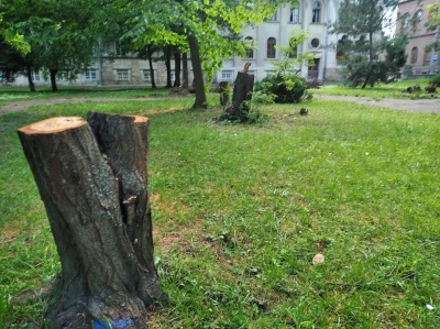 Викорчувані дерева та «білий» Воробкевич: у сквері біля ЧНУ наводять лад - фото