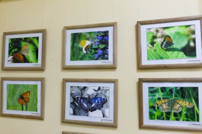 «Літаючі квіти»: у музеї Чернівців відкрили виставку метеликів - фото