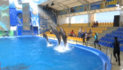 В Одесі дельфін вкусив хлопчика з Чернівців за долоню – відео
