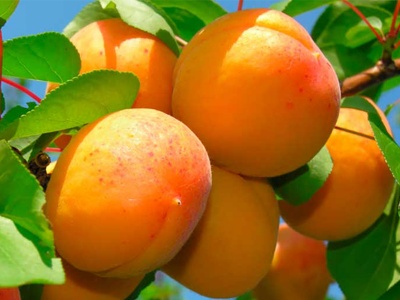 Чим корисні абрикоси: властивості, протипоказання і коли їх можна їсти
